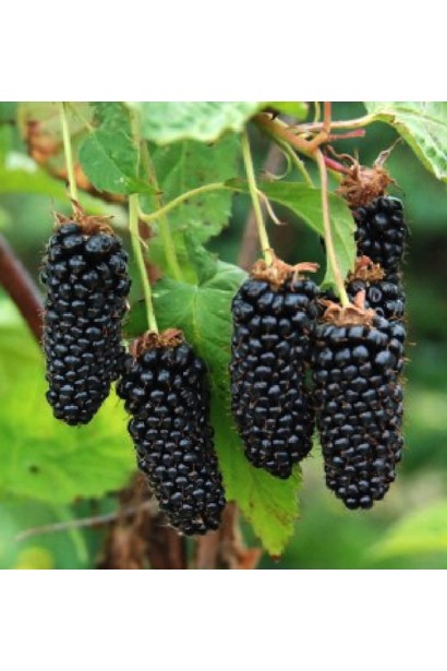 Ожина кущиста Карака Блек великі чорні плоди